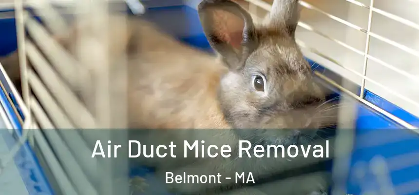 Air Duct Mice Removal Belmont - MA